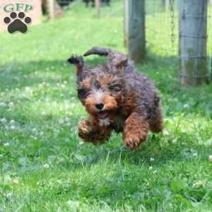 Rocky, Cavapoo Puppy
